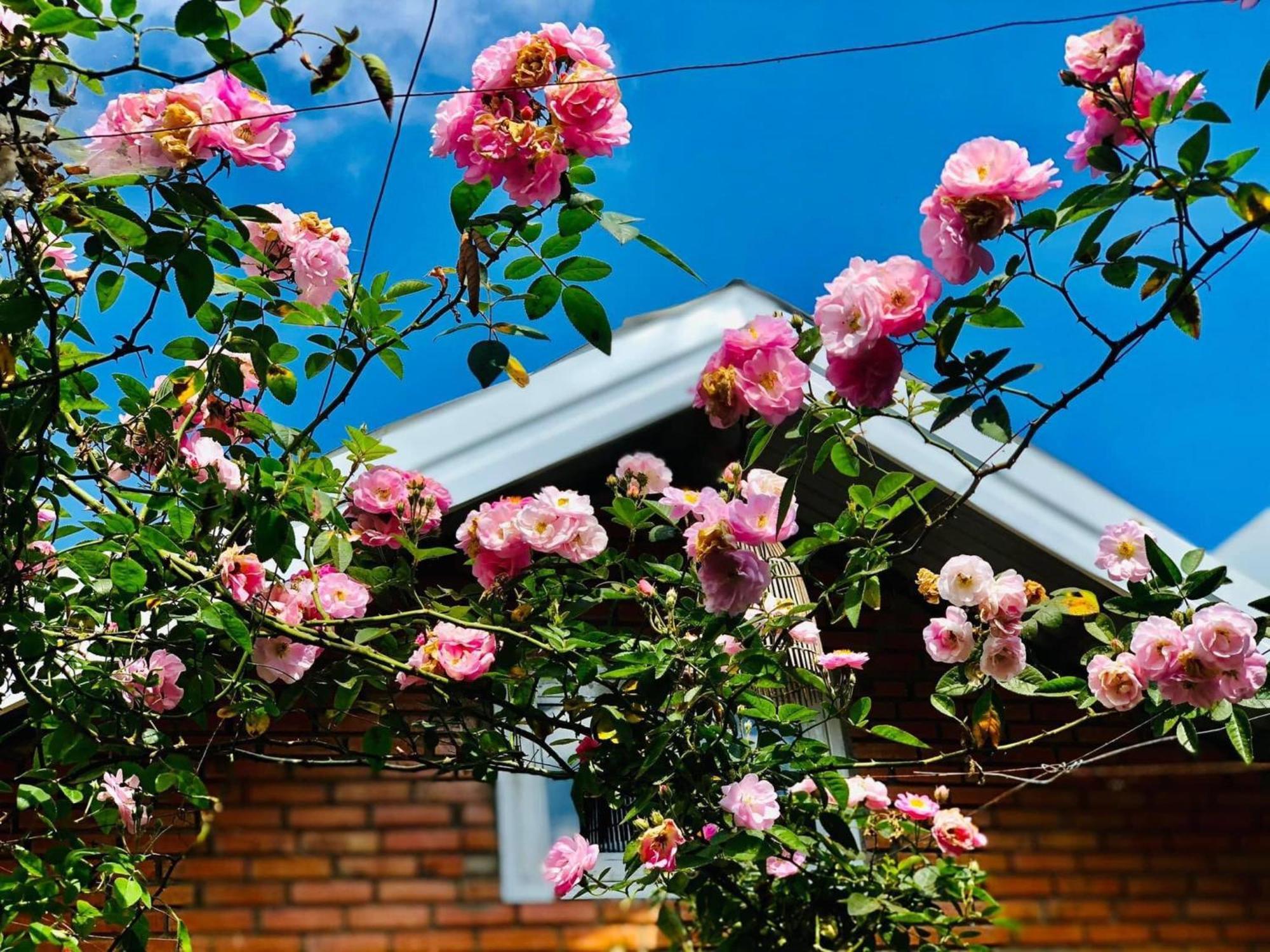Rose House Da Lat Exterior foto